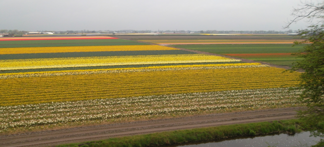 Flower fields at Keukenhof