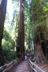  Redwoods in Muir Woods