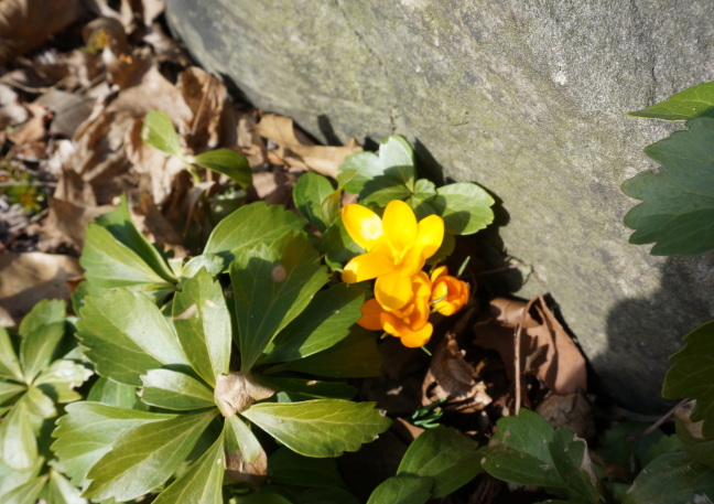 Heated rocks spurs growth in our garden