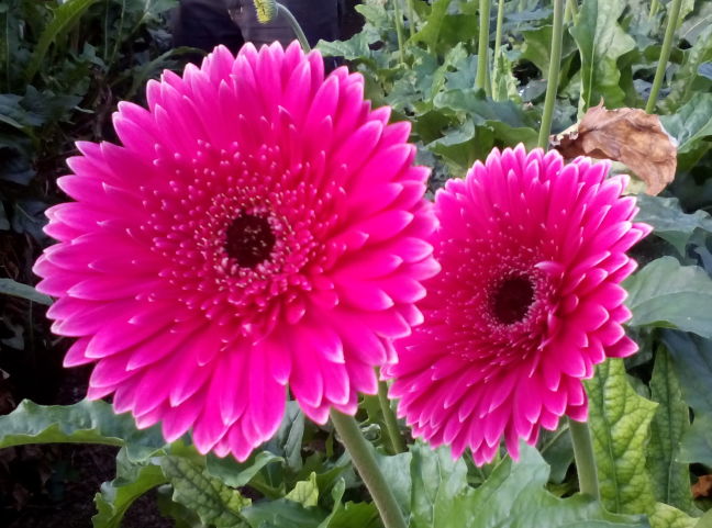 Spectacular flowers in a greenhouse