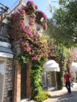  Our guide Jan called this the "fancy street" in Capri - Dior, Chanel, etc. and bougainvilla