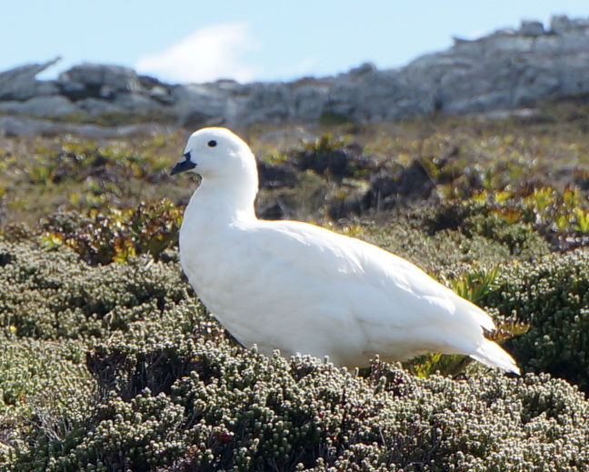 No predators in the Falklands so the birds are unwary