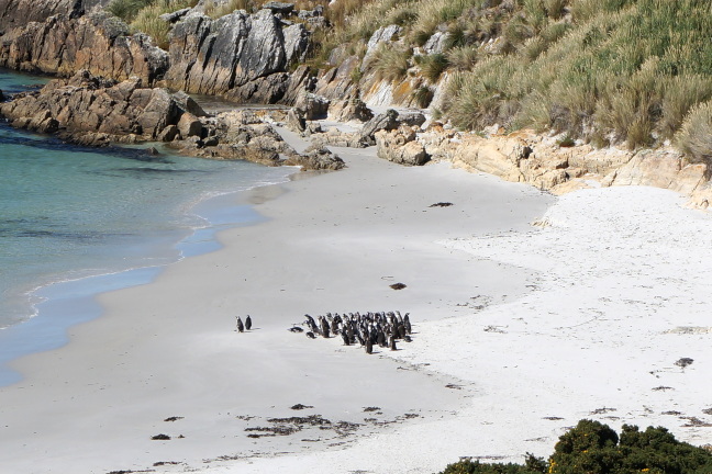 Penguins wait for weeks until their feathers get enough oil for swimming off the Falklands