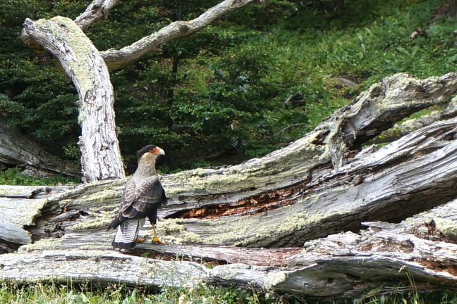 Bird posing on old tree, Tierra del Fuego National Park, Argentina