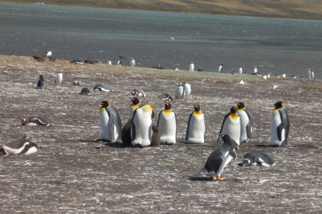 Mature emperors sunning themselves in the Falklands