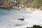  Penguins wait for weeks until their feathers get enough oil for swimming off the Falklands