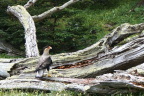  Bird posing on old tree, Tierra del Fuego National Park, Argentina