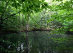  "Environmentally sensitive" pond in Kennedy Park, Lenox, MA