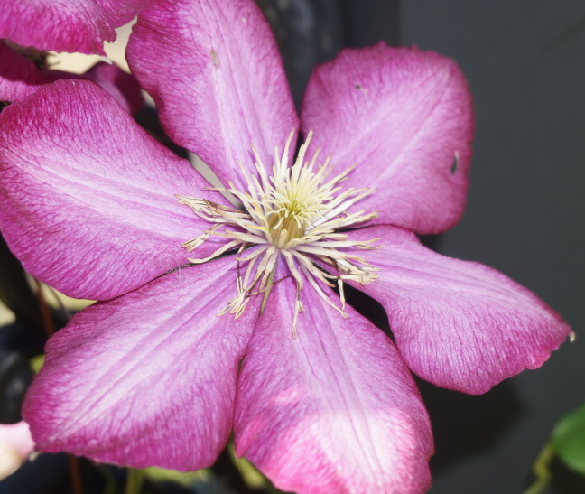 Lindsay's best shot of a flower, with flash