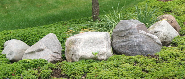 Rocks sit silent as sentries guarding a neighbor's tree