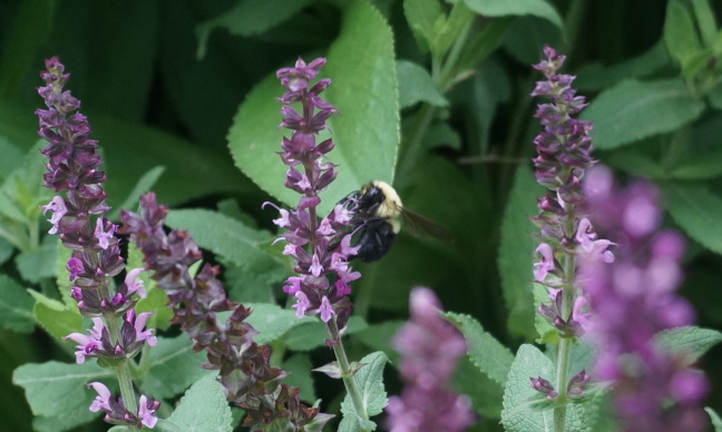 Lindsay's first bee shot