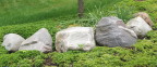  Rocks sit silent as sentries guarding a neighbor's tree