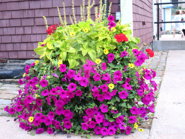 Flowers, Lunenberg street