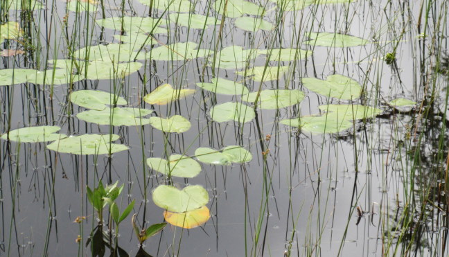 Lilypads thriving in the woodland bog