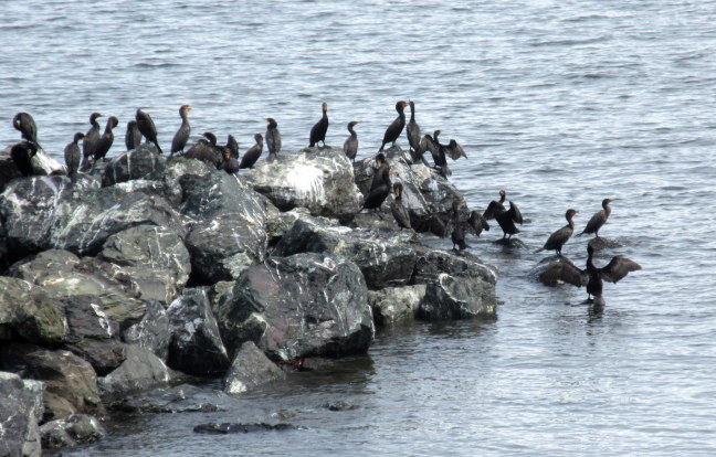 Cormorants near ferry to Prince Edward Island