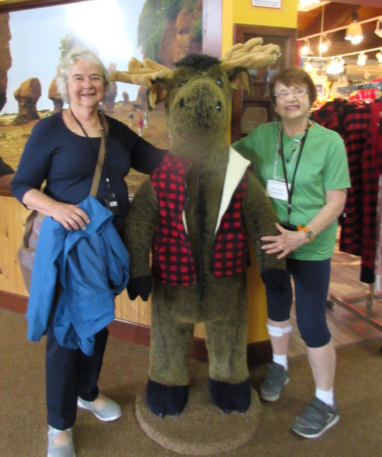 A friendly moose at lunch, Bay of Fundy National Park