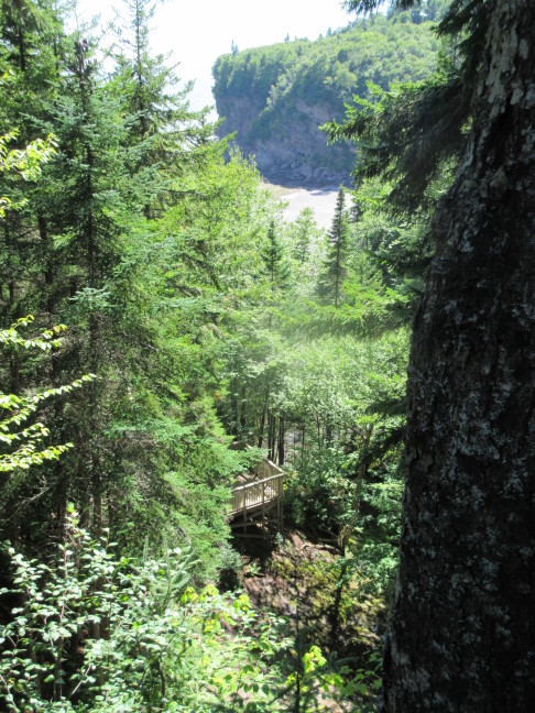 Forest view of Bay of Fundy shoreline