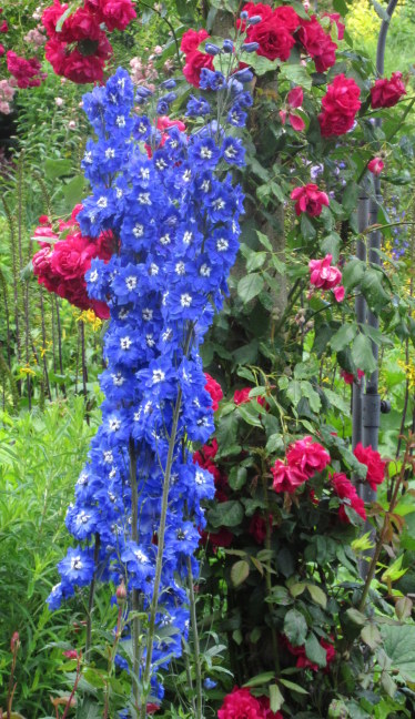 Blue blossoms, Butchart Gardens, Victoria, BC