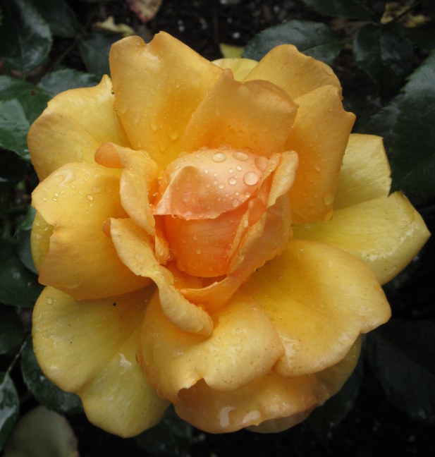 Yellow rose in Butchart Garden, Victoria, BC