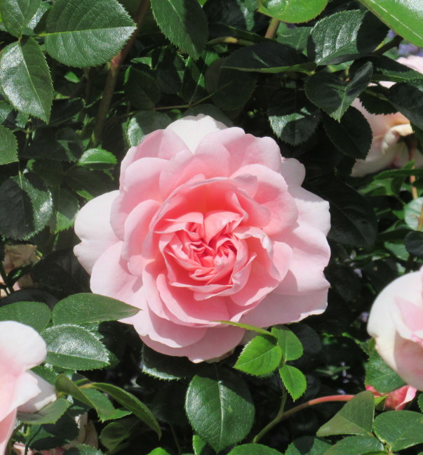 Blush tea rose, Wisley