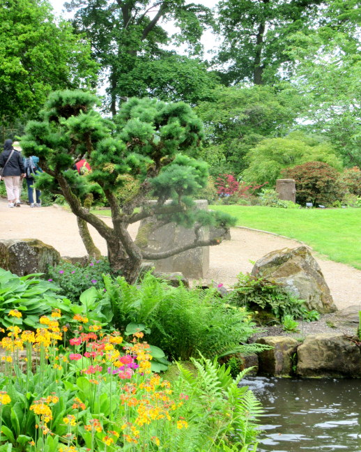 Japanese pine, Wisley rock garden