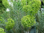  Euphorbias at Wisley