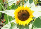  Sunflowers get a lot of sun