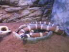  Desert snake at Valley of Fire nature center