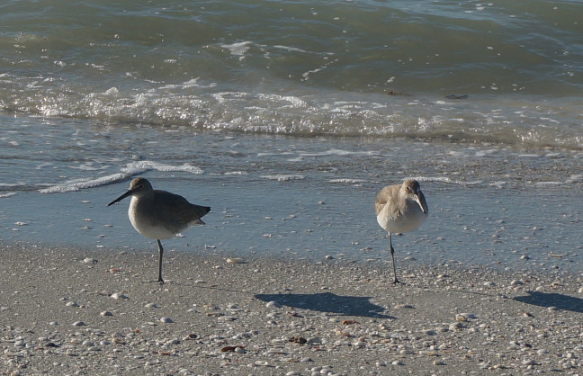 Two gulls on Sanibel