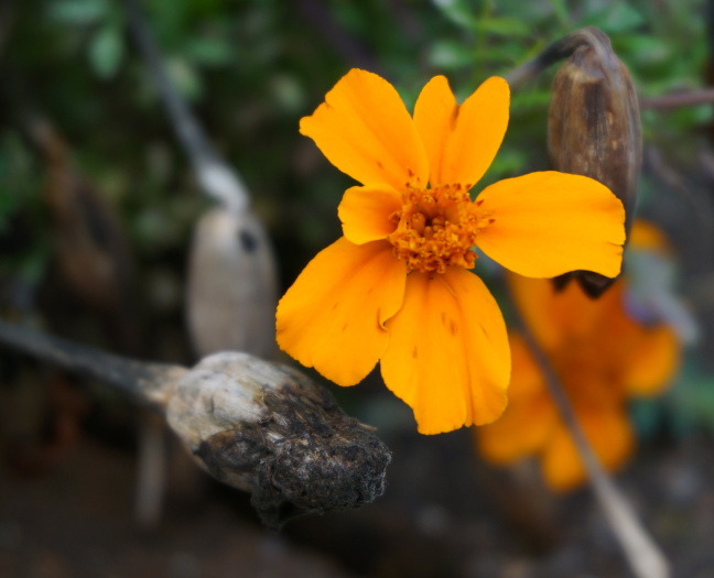 Lindsay's photo of flowers glowing and going