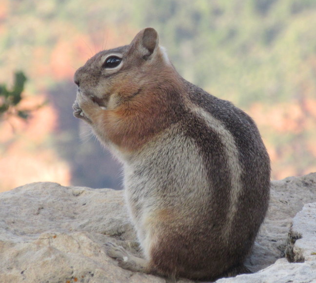 Big chipmunk bulging on the bounty of the Grand Csnyon's North Rim