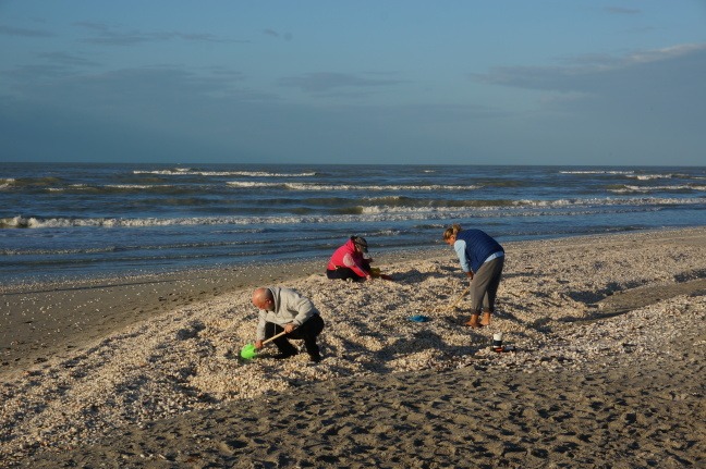 Sanibel is a shell sifters paradise