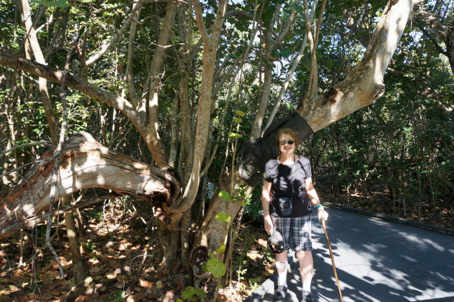 Susan on the trail of the Calusa indian shell mounds (you can't really see much of the mounds)