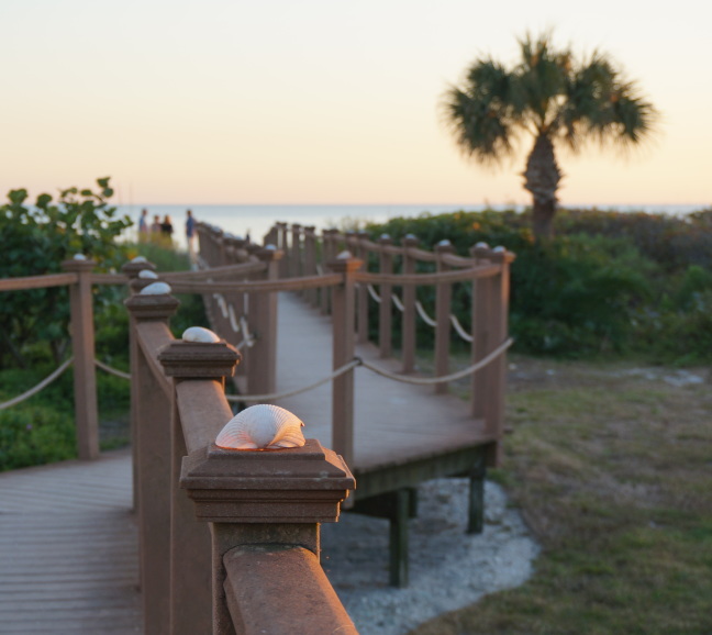 The setting sun lights the shells from within