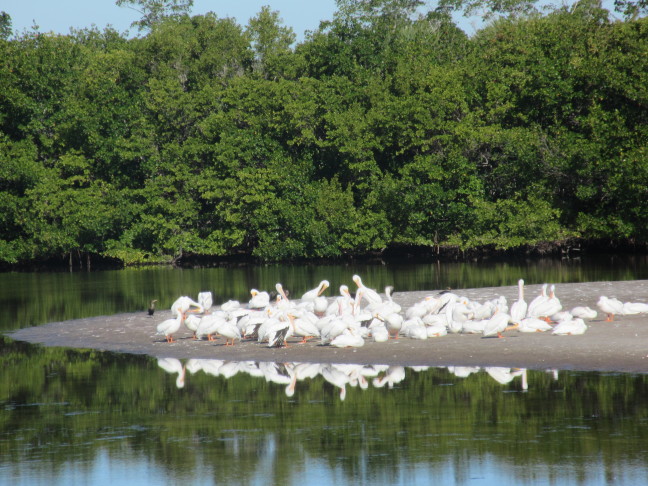 Many birds