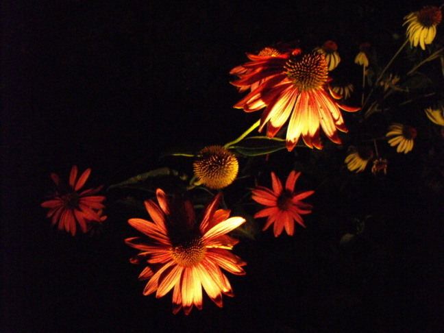 Daisy in the night, Elizabethan Herb Garden, Mellon Park, Pittsburgh