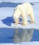 Polar bear on polar ice as shot from the Polar Star