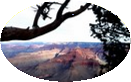 Grand Canyon thru ancient tree