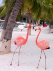  So what if you have flamingos on your lawn; these are real