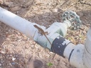  The water lines are patiently guarded by Lenny the Lizard.