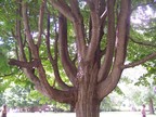  Tanglewood's rich and diverse music may have inspried this tree