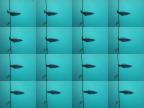  A fish gets longer as it rounds a corner at lesund's aquarium