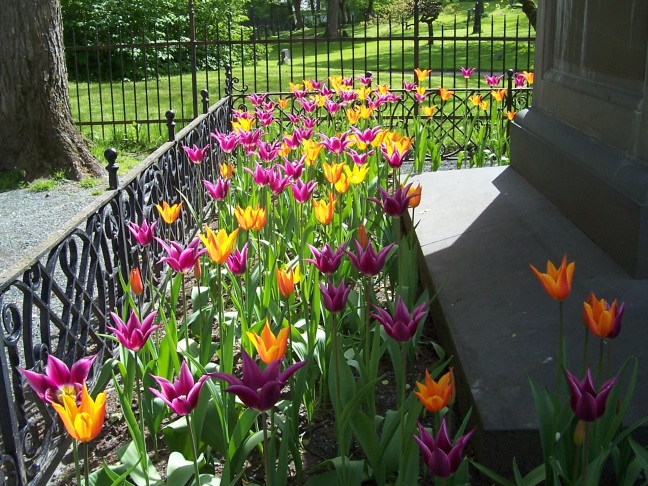 Flowers behind the cathedral at Trondheim