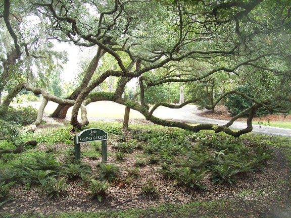Tortuous trees (Airlie Gardens, Wilmington, NC)