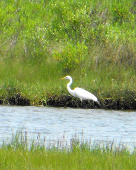  Chincoteague