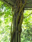  Detail of pavillion built to host this tree at Duke Gardens