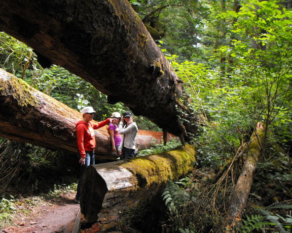  Checking out fallen treens girding the Spruce Nature Trail in Hoh Rina Forest