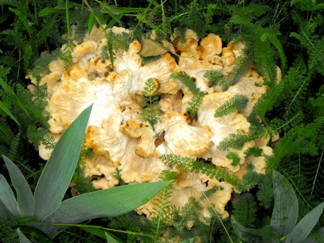 Fungus adorning an ancient root in Karen's garden