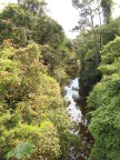  View of Sarapiqui River from suspension bridge over the forest canopy