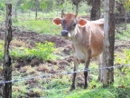  Curious cow on early-morning walk at Chachaguas Hotel